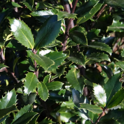 2 x Houx &lsquo;Heckenpracht&rsquo; – Ilex meserveae &lsquo;Heckenpracht&rsquo;  – 40-60 cm pot