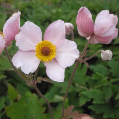 6 x Anémone du Japon &lsquo;Albadura&rsquo; – Anemone tomentosa &lsquo;Albadura&rsquo;  – godet 9cm x 9cm