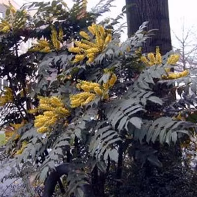 Mahonia du Japon &lsquo;Bealei&rsquo; – Mahonia japonica – Bealei  – 50- 60 cm pot