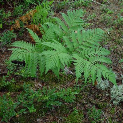 6 x Fougère aigle – Pteridium aquilinum  – godet 9cm x 9cm