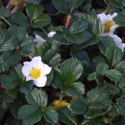 6 x Fraisier du Chili – Fragaria chiloensis  – godet 9cm x 9cm