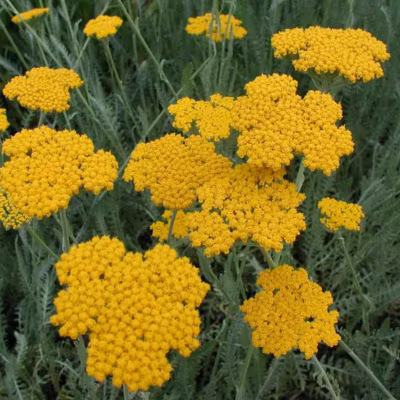 6 x Achillée &lsquo;Cloth Of Gold&rsquo; – Achillea filipendulina &lsquo;Cloth Of Gold&rsquo;  – godet 9cm x 9cm