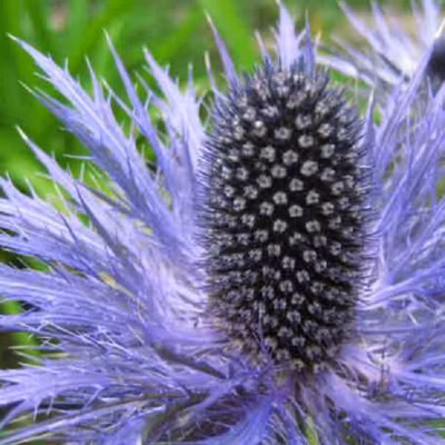 6 x Chardon bleu des Alpes &lsquo;Blue Star&rsquo; – Eryngium alpinum &lsquo;Blue Star&rsquo;  – godet 9cm x 9cm