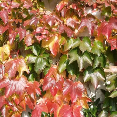 2 x Vigne vierge Japonaise – Parthenocissus &lsquo;Veitch Boskoop&rsquo;  – 50-60 cm pot