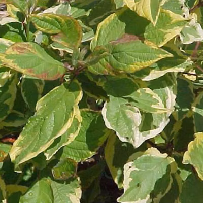 2 x Cornouiller blanc &lsquo;Gouchaultii&rsquo; – Cornus alba &lsquo;Gouchaultii&rsquo;  – 60-80 cm pot
