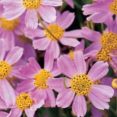 6 x Coréopsis &lsquo;American Dream&rsquo; – Coreopsis rosea &lsquo;American Dream&rsquo;  – godet 9cm x 9cm