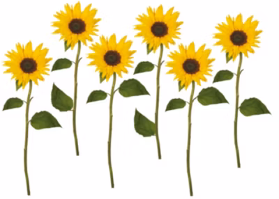 Sticker Autocollant Photo Tournesols Fleurs, Décoratif, 30 cm x 21 cm, Lot de 2 Pièces
