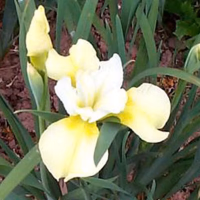 6 x Iris de Sibérie &lsquo;Butter And Sugar&rsquo; – Iris &lsquo;Butter And Sugar&rsquo;  – godet 9cm x 9cm