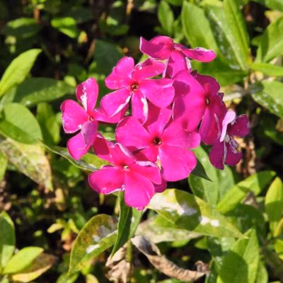 6 x Phlox paniculé &lsquo;Rijnstroom&rsquo; – Phlox paniculata &lsquo;Rijnstroom&rsquo;  – godet 9cm x 9cm
