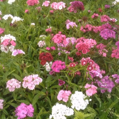 6 x Œillet du poète &lsquo;Indian Carpet&rsquo; – Dianthus barbatus &lsquo;Indianer Teppich&rsquo;  – godet 9cm x 9cm