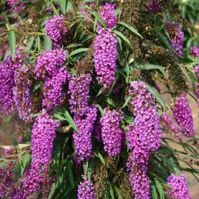 2 x Arbre aux papillons – Buddleja davidii &lsquo;Nanho Purple&rsquo;  – 40-60 cm pot