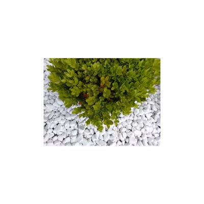 Galet Blanc Brillant 12-24 Pack de 5 M² – 10 sacs – 200 kg