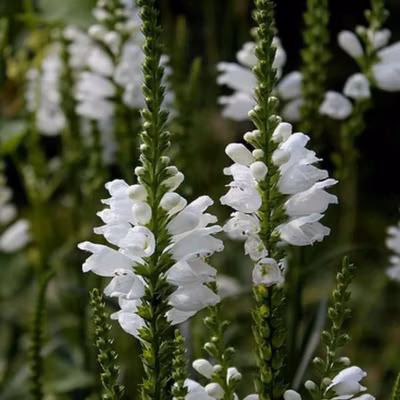 6 x Cataleptique &lsquo;Summer Snow&rsquo; – Physostegia virginiana &lsquo;Summer Snow&rsquo;  – godet 9cm x 9cm