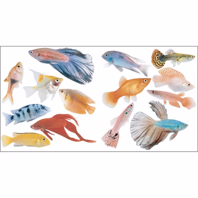 Sticker autocollant décoratif, Poissons des Tropiques, 2 pièces, 10,5 cm x 17 cm