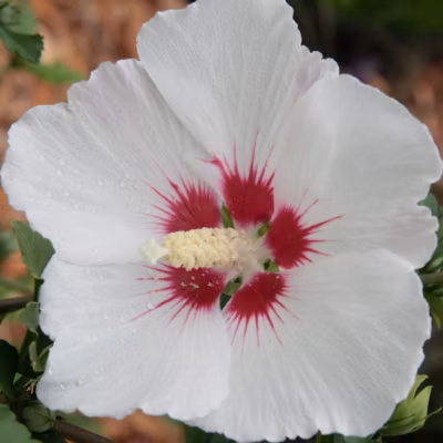 2 x Mauve en arbre &lsquo;Red Heart&rsquo; – Hibiscus syriacus &lsquo;Red Heart&rsquo;  – 40-60 cm pot