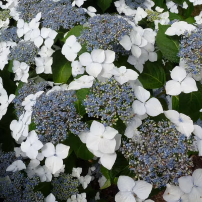 2 x Lacecap hortensia – Hydrangea &lsquo;Mariesii Grandiflora&rsquo;  – 25-30 cm pot