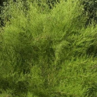 2 x Tamaris de printemps – Tamarix tetrandra  – 60-80 cm pot