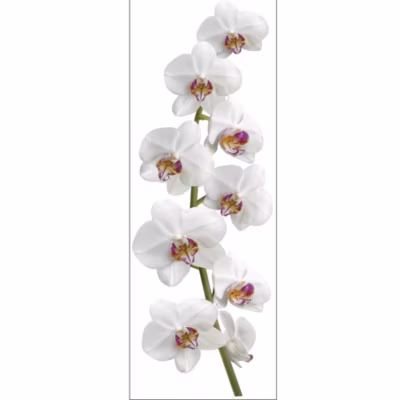 Sticker Autocollant Photo Orchidée Blanche & Rose, 68x24cm, Déco Murale: Ajoutez une Touche Florale à Votre Intérieur avec ce Stic