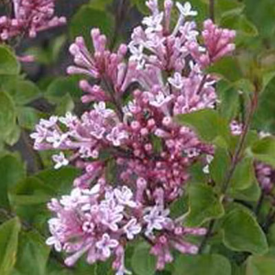 2 x Lilas de Chine &lsquo;Palibin&rsquo; – Syringa meyeri &lsquo;Palibin&rsquo;  – 40-60 cm pot