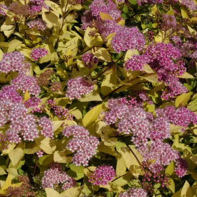 2 x Spirée Japonaise &lsquo;Golden Princess&rsquo; – Spiraea japonica &lsquo;Golden Princess&rsquo;  – 20-25 cm pot
