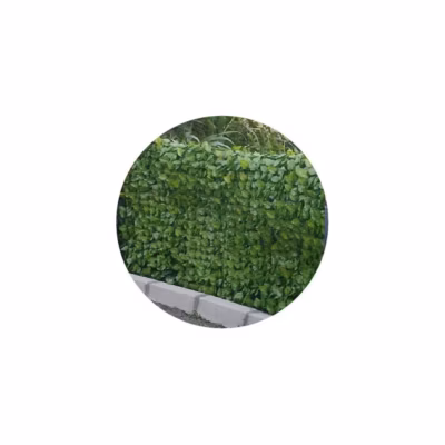 Haie artificielle feuilles de rosier en rouleau 1.5×3 m