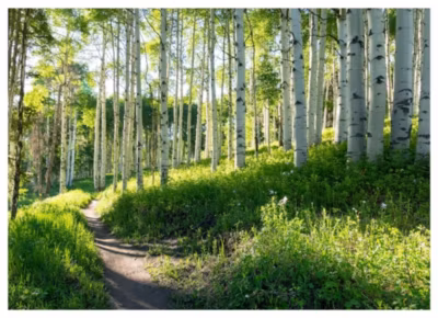 Papier Peint Forêt Arbres Vert Nature Intissé Panoramique 250×175 cm – Colle Inclus – Chambre et Salon – Moderne Papier Peint