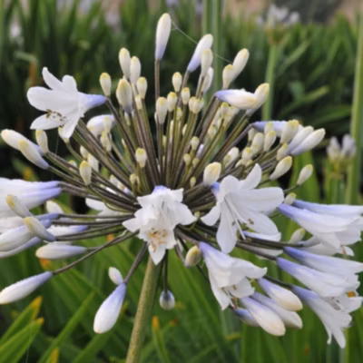 6 x Agapanthe &lsquo;Enigma&rsquo; – Agapanthus hybrida &lsquo;Enigma&rsquo;  – godet 9cm x 9cm