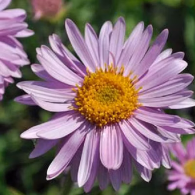 6 x Aster des Alpes &lsquo;Happy End&rsquo; – Aster alpinus &lsquo;Happy End&rsquo;  – godet 9cm x 9cm
