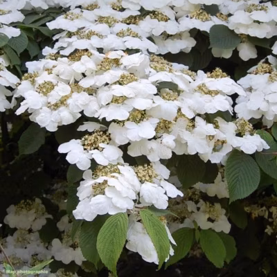 2 x Viorne de Chine &lsquo;Lanarth&rsquo; – Viburnum plicatum &lsquo;Lanarth&rsquo;  – 40-60 cm pot
