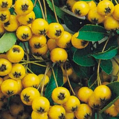 2 x Buisson ardent &lsquo;Soleil d&rsquo;Or&rsquo; – Pyracantha &lsquo;Soleil D&rsquo;Or&rsquo;  – 60-80 cm pot