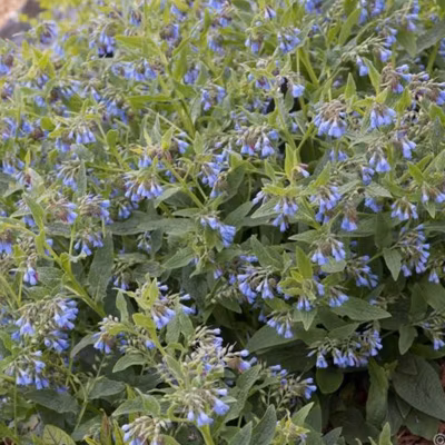 6 x Consoude bleue – Symphytum azureum  – godet 9cm x 9cm