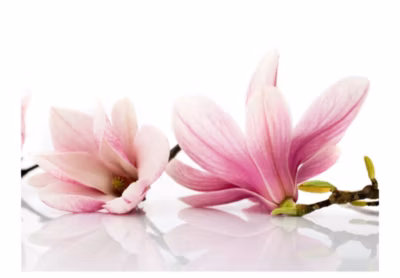 Papier peint intissé panoramique fleurs fleur de magnolia 250×193 cm