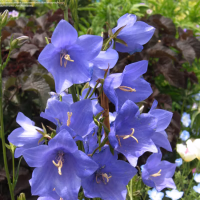 6 x Campanule à feuilles de pêcher – Campanula persicifolia &lsquo;Telham Beauty&rsquo;  – godet 9cm x 9cm