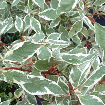 2 x Cornouiller blanc &lsquo;Ivory Halo&rsquo; – Cornus alba &lsquo;Ivory Halo&rsquo;  – 40-60 cm pot