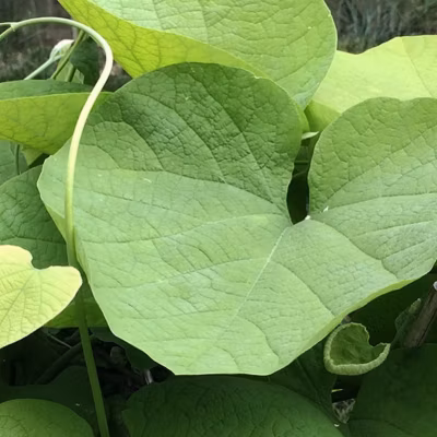 2 x Pipe Allemande – Aristolochia macrophylla  – 50-60 cm pot