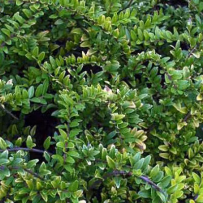 2 x Chèvrefeuille à feuilles de buis &lsquo;Maigruen&rsquo; – Lonicera nitida &lsquo;Maigruen&rsquo;  – 40-50 cm pot